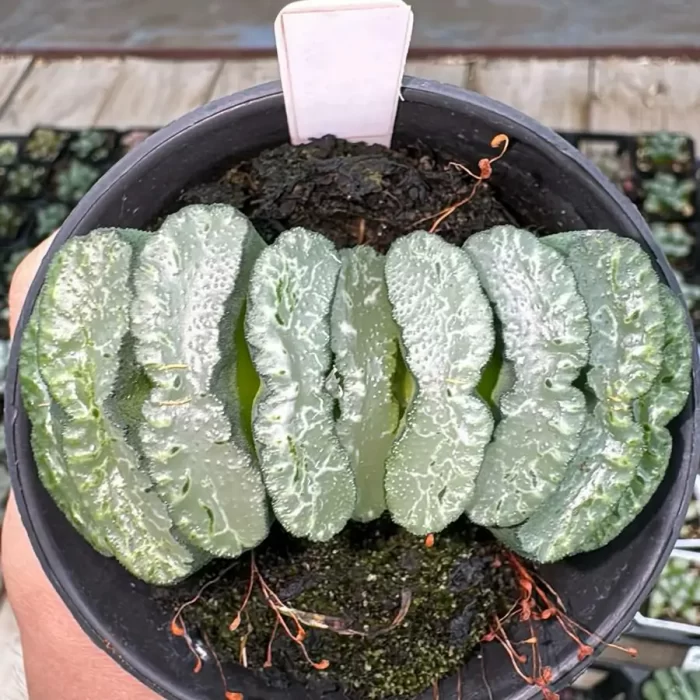 e201-57.webp Haworthia Ximing - Image 1