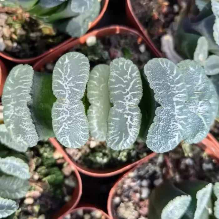 e201-58.webp Haworthia Waterfall - Image 1