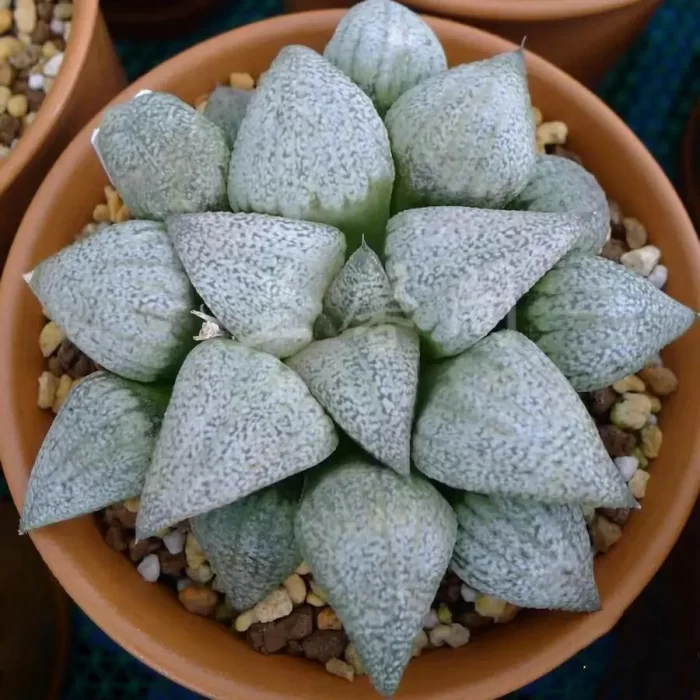 e201-59.webp Haworthia White Wine Glass - Image 1