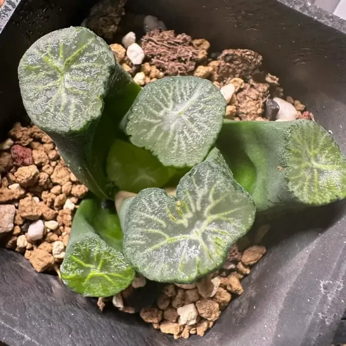e201-6.webp Haworthia Nanya Star - Image 1