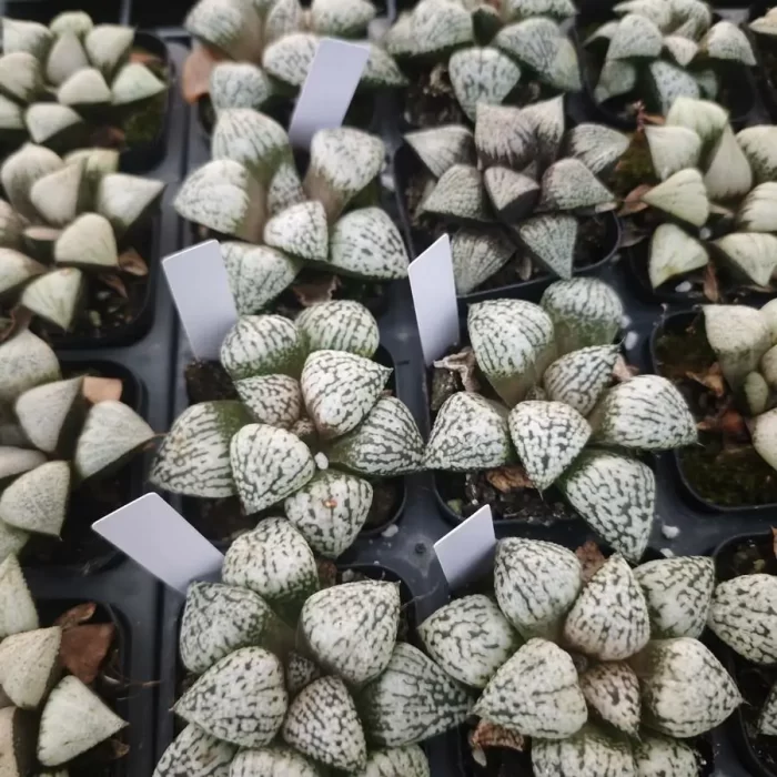 e201-61.webp Haworthia White Magic - Image 1