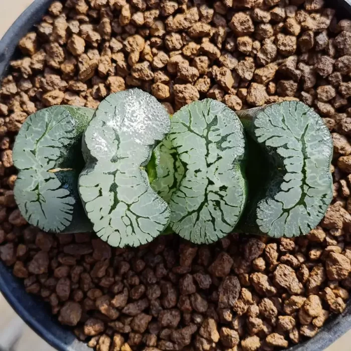 e201-62.webp Haworthia Truncata Aoi King - Image 1