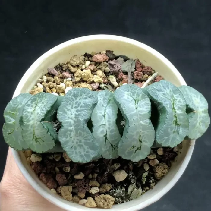 Haworthia Truncata Aoi Shichijo - Image 1