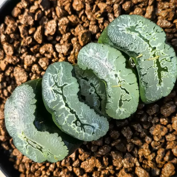 e201-64.webp Haworthia Truncata Aoi Sanjo - Image 1