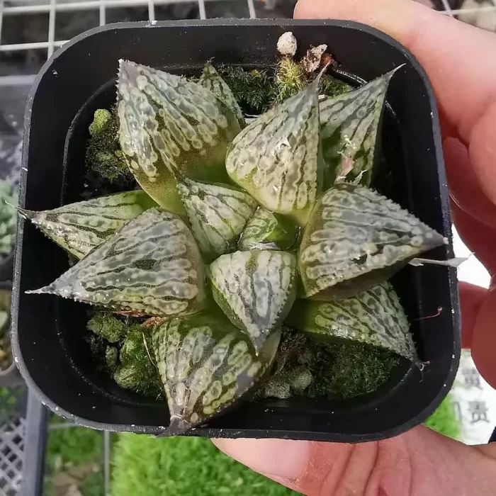 e201-66.webp Haworthia Tengyun - Image 1
