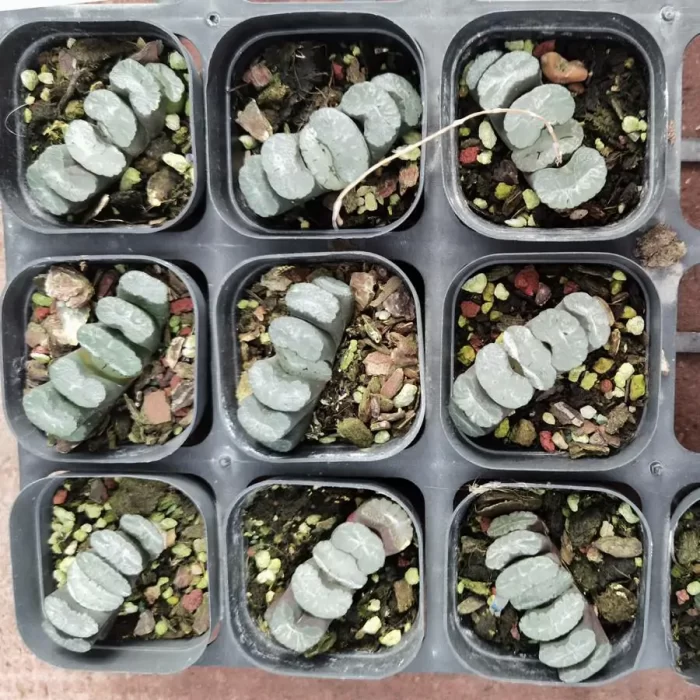 e201-67.webp Haworthia Truncata Kuiwutiao - Image 1