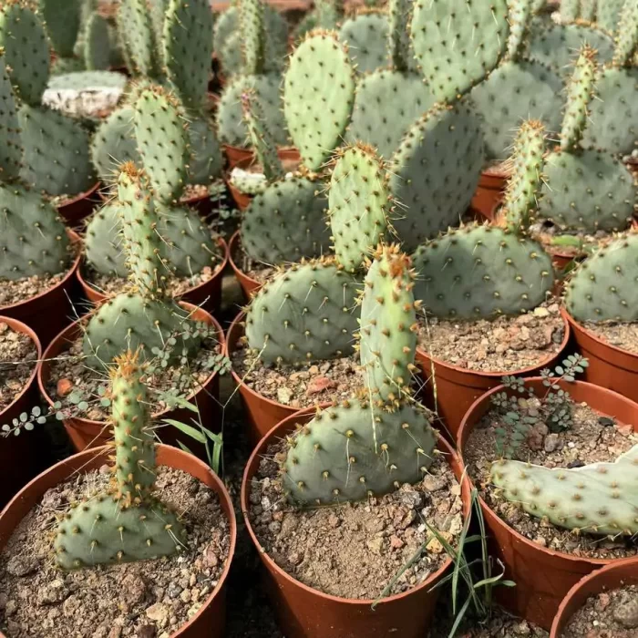 e201-68.webp Opuntia santarita - Image 1