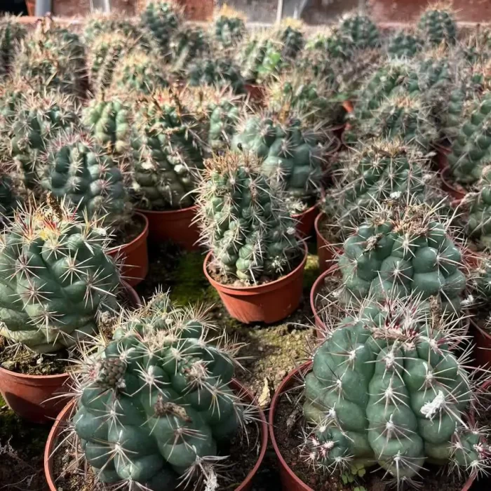 e201-69.webp Thelocactus bicolor - Image 1