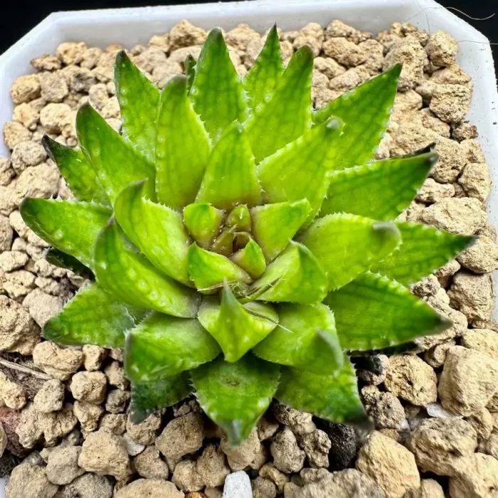 e201-7.webp Haworthia Original ice cream - Image 1