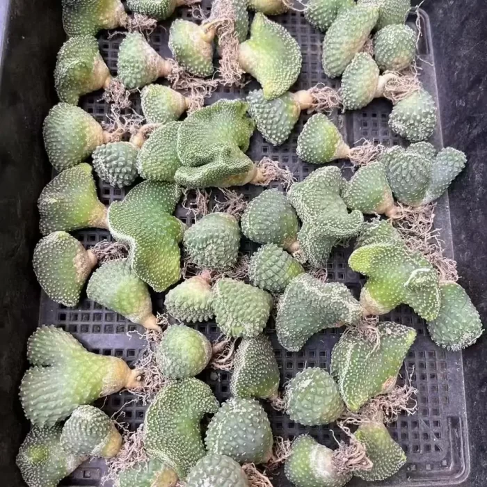 e201-70.webp Strombocactus disciformis 1pcs - Image 1