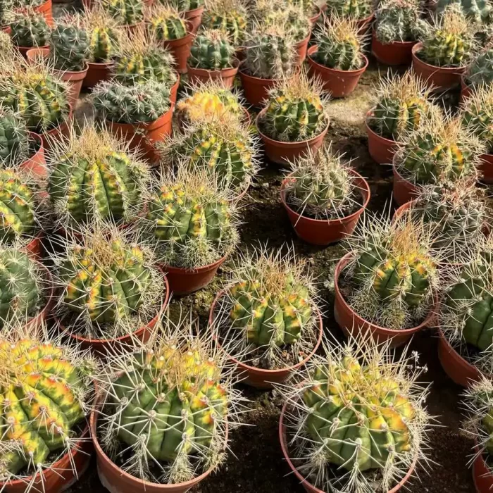 e201-72.webp Gymnocalycium anisitsii - Image 1