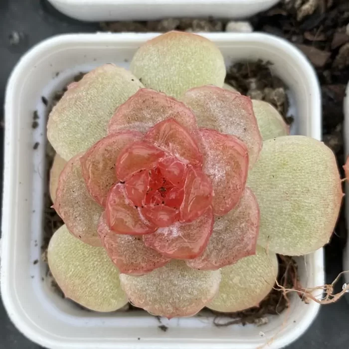 e201-75.webp Echeveria ripple - Image 1