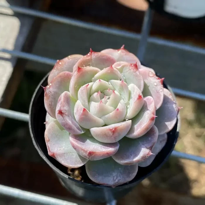 e201-77.webp Echeveria Velvet - Image 1