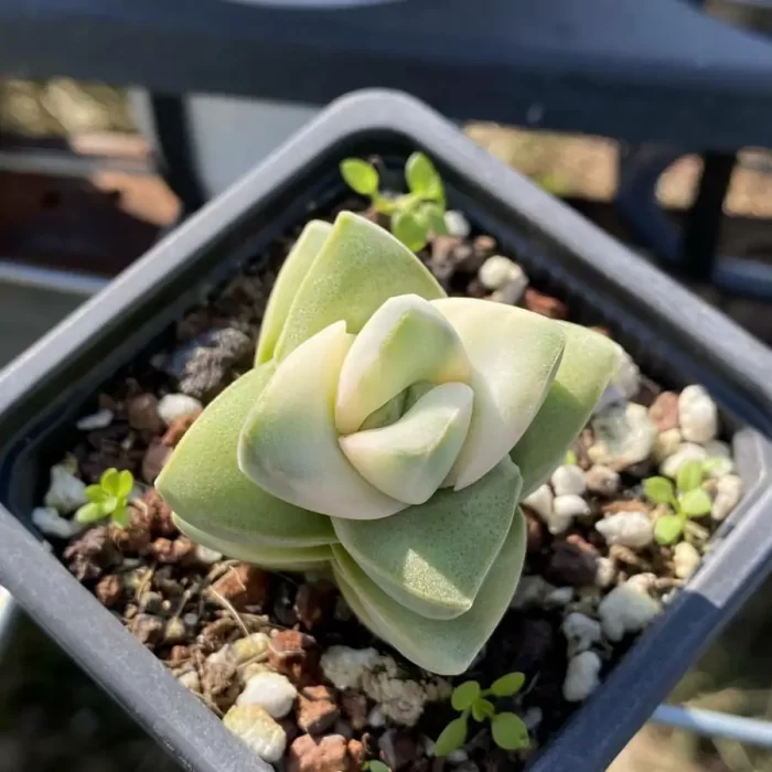 e201-78.webp Crassula Moonglow Variegated - Image 1