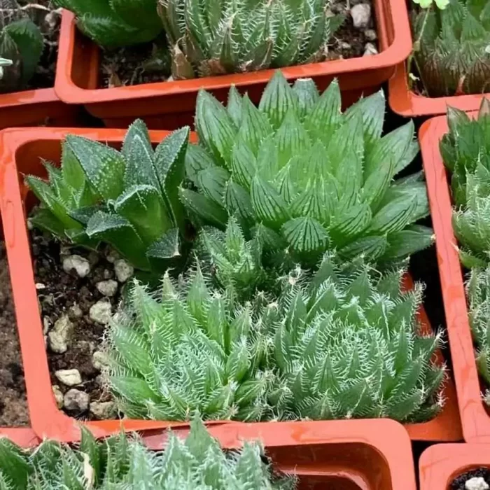 e201-8.webp Haworthia Indigenous - Image 1