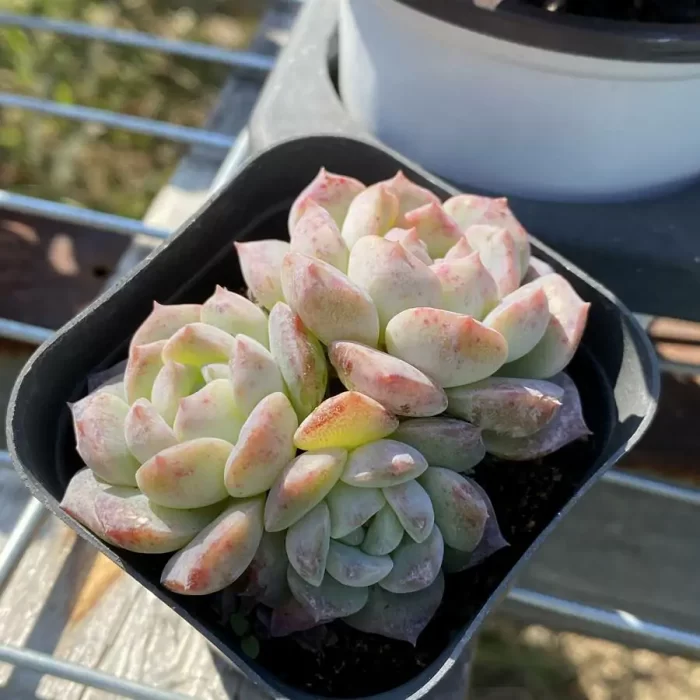 e201-80.webp Echeveria Sugar Heart Hybrid Clustering - Image 1