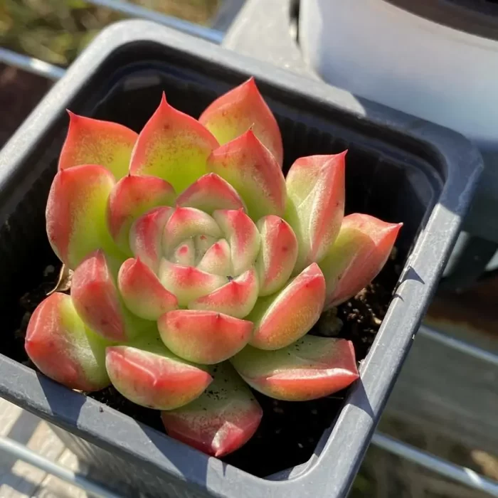 e201-81.webp Echeveria Floreana - Image 1