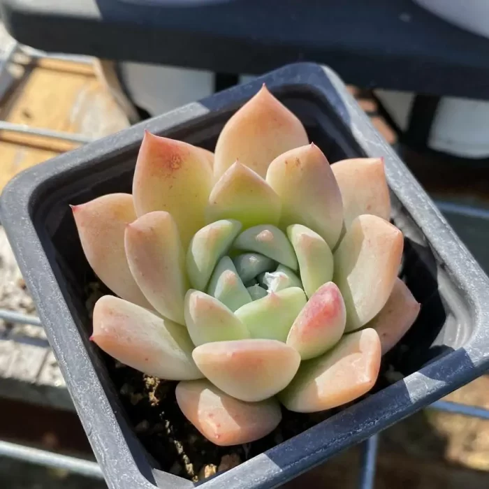 e201-83.webp Echeveria Alba - Image 1