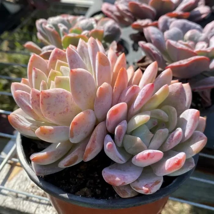 e201-85.webp Echeveria Monroe Double Heads - Image 1