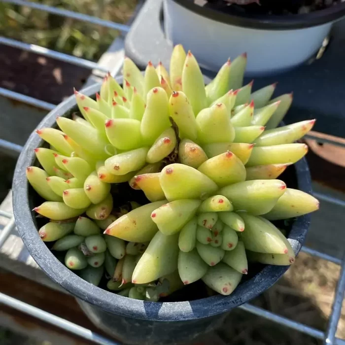 Echeveria Agavoides Crest - Image 1
