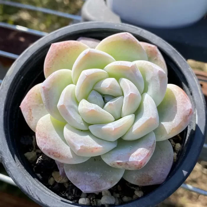 e201-89.webp Echeveria Ice Jade - Image 1