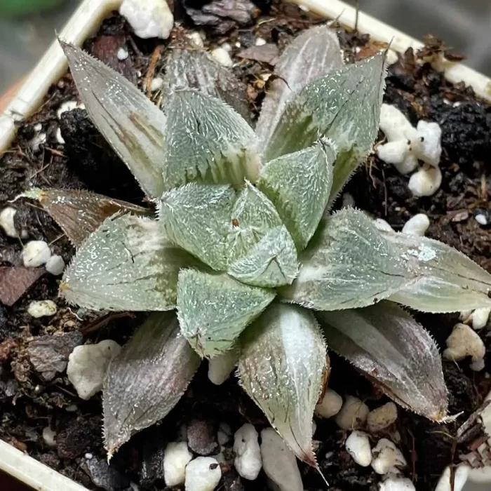 e201-9.webp Haworthia White Fox - Image 1