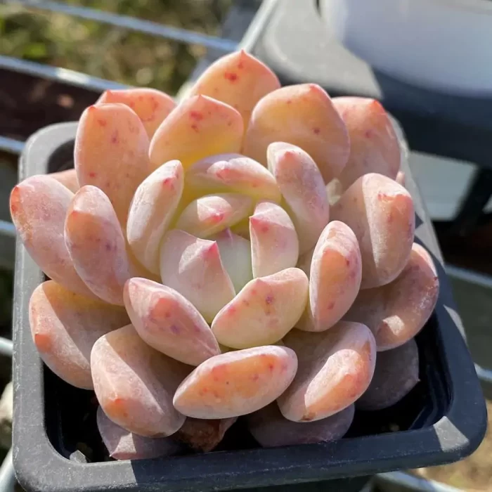 e201-90.webp Echeveria Orange - Image 1