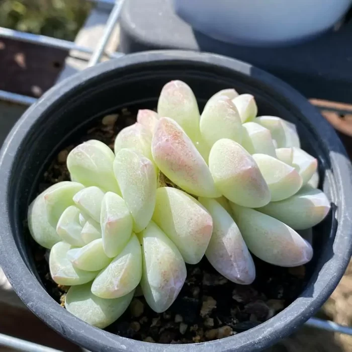 e201-91.webp Echeveria Ice Jade Double Heads - Image 1