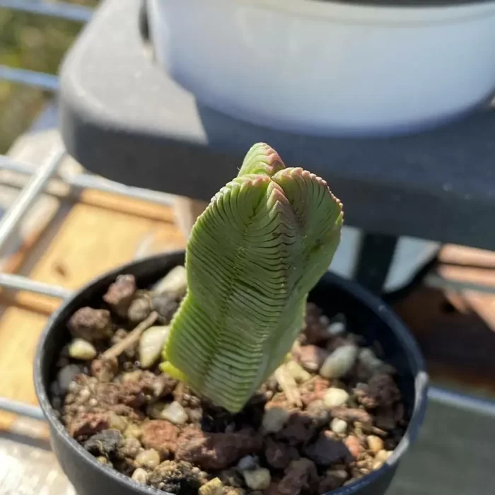 Crassula cv. Buddha'S Temple - Image 1