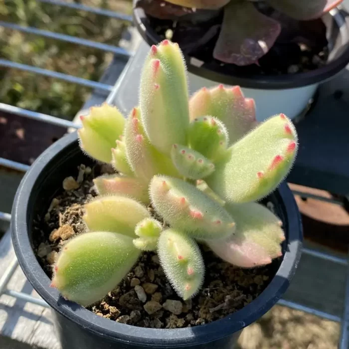 Cotyledon Tomentosa (Bear Paws) - Image 1