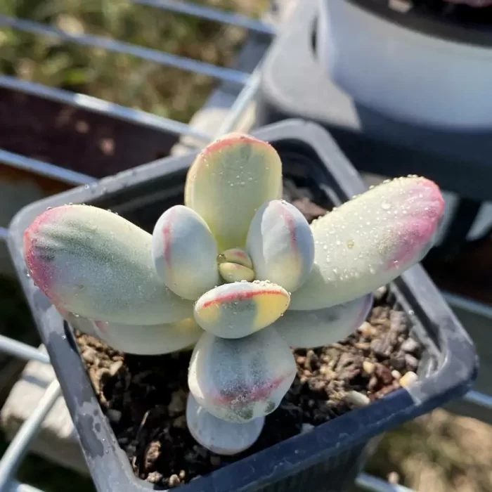 Cotyledon Orbiculata Variegated - Image 1