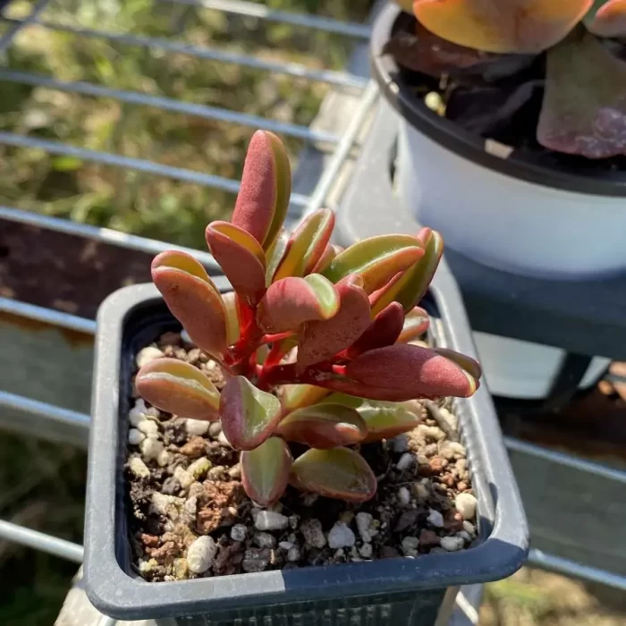 Peperomia
Redback Pepperweed - Image 1