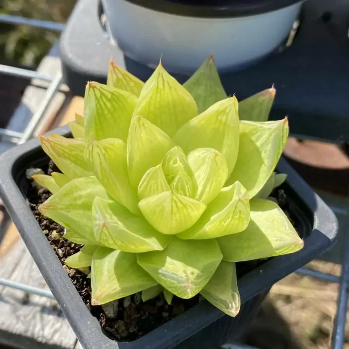 e201-98.webp Haworthia Jing Zhihua's variegated - Image 1
