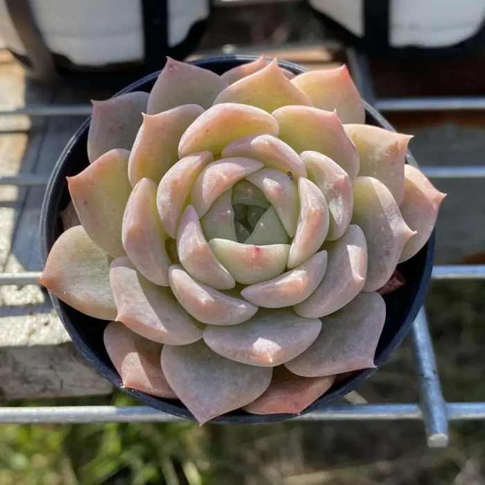 e201-99.webp Echeveria
Sugar Heart sp - Image 1