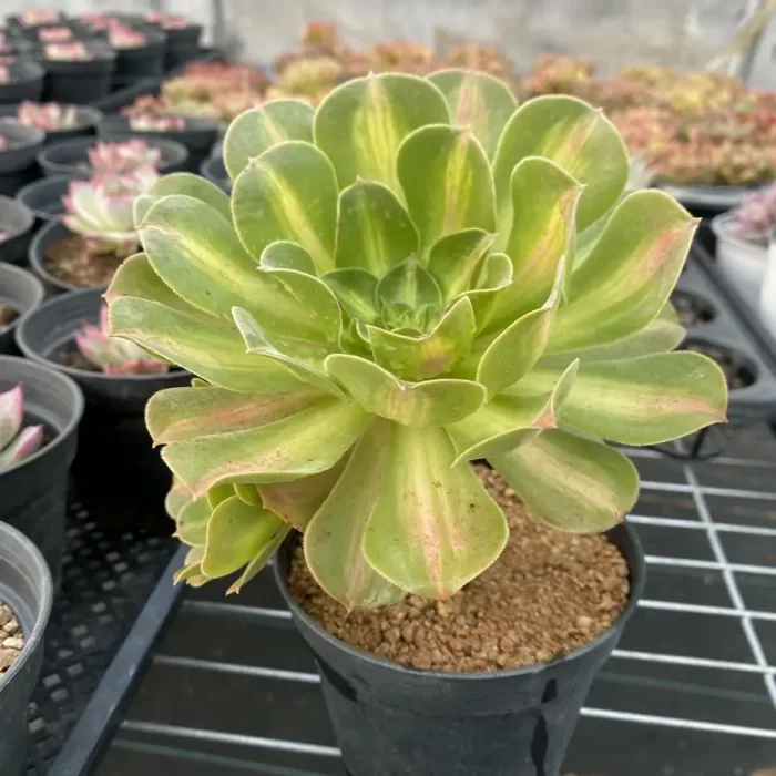 e202-1.webp Aeonium Pink Witch Mediopicta Variegated - Image 2