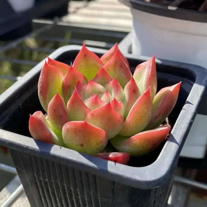 Echeveria Floreana - Image 2