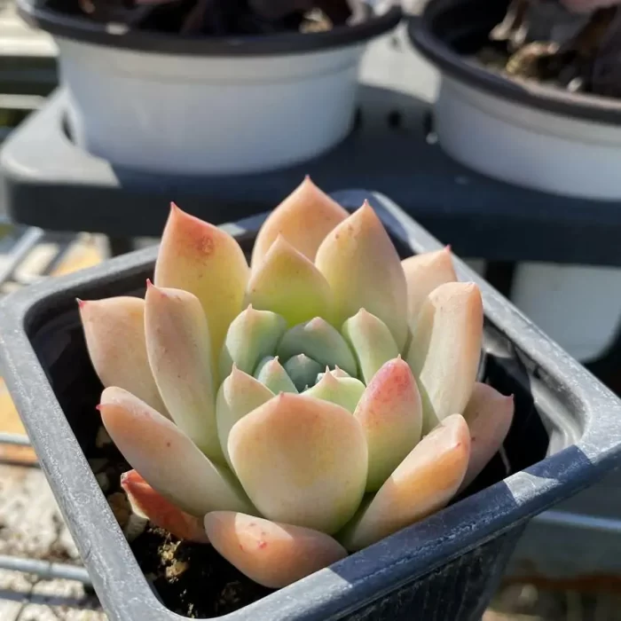 e202-12.webp Echeveria Alba - Image 2