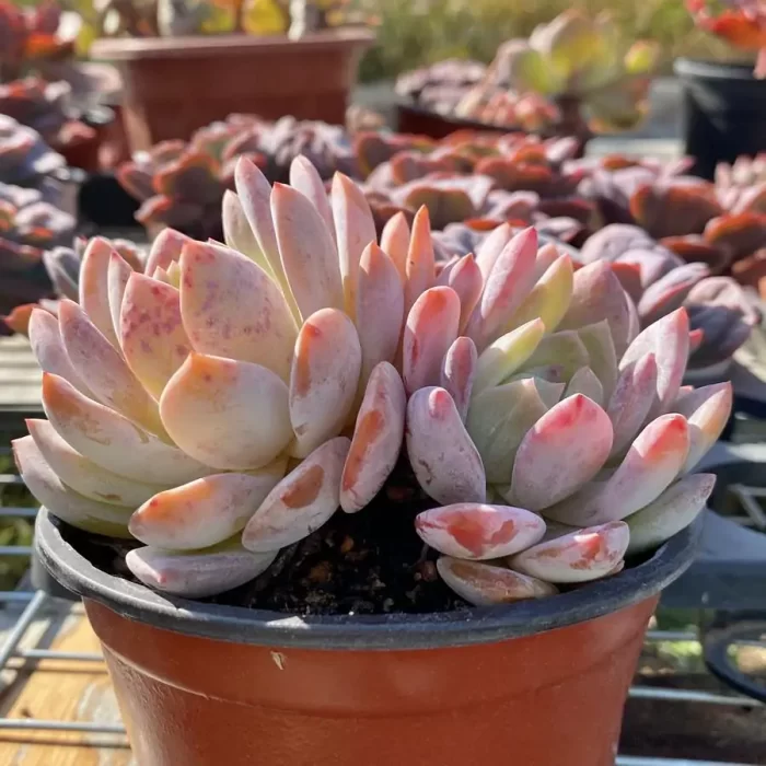 Echeveria Monroe Double Heads - Image 2