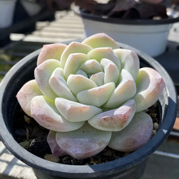 Echeveria Ice Jade - Image 2