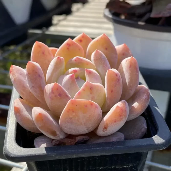 Echeveria Orange - Image 2