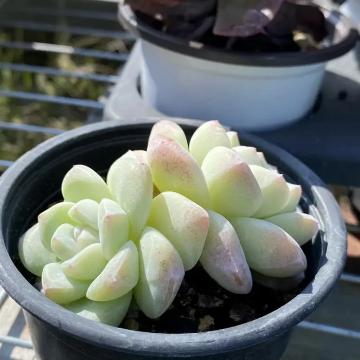 Echeveria Ice Jade Double Heads - Image 2