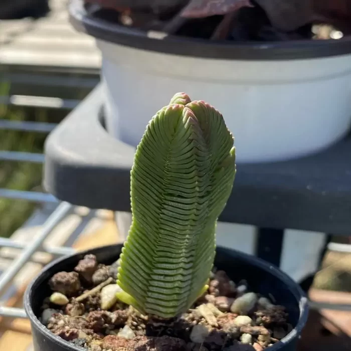 Crassula cv. Buddha'S Temple - Image 2