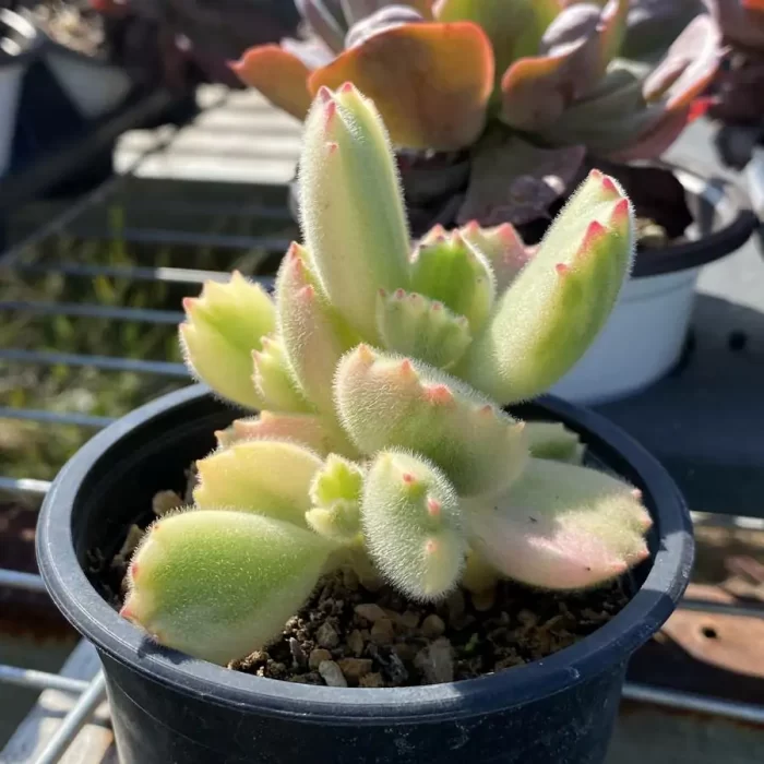 Cotyledon Tomentosa (Bear Paws) - Image 2
