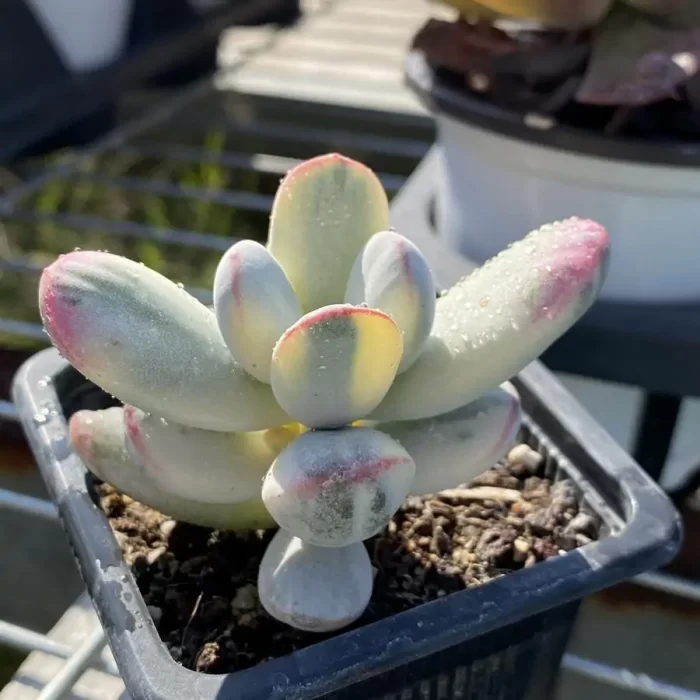 Cotyledon Orbiculata Variegated - Image 2