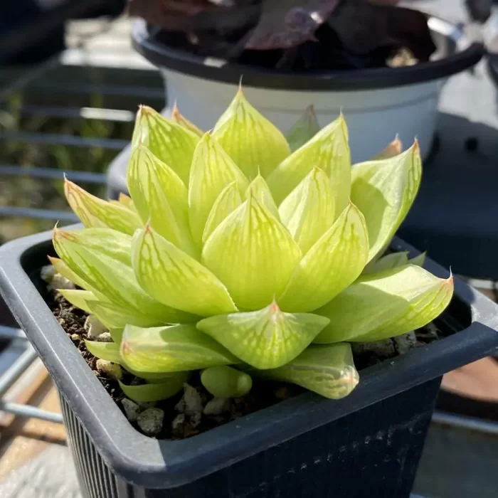 Haworthia Jing Zhihua's variegated - Image 2