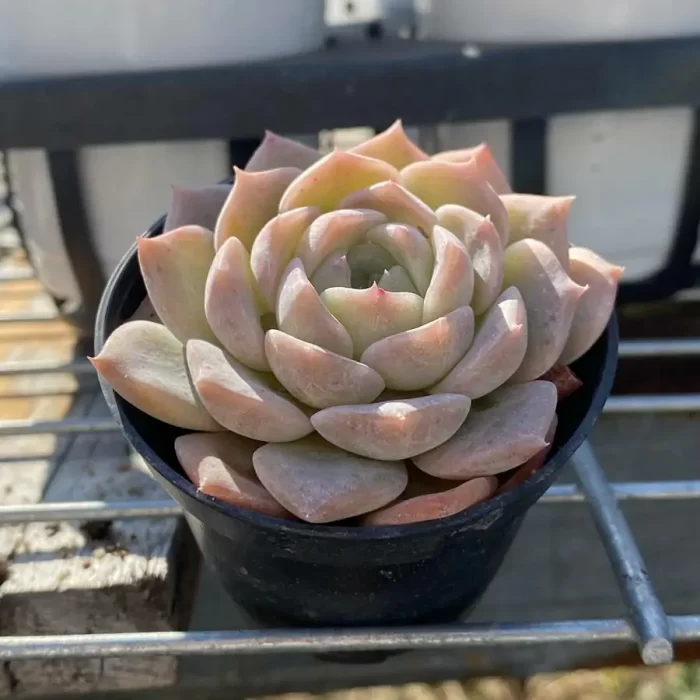 Echeveria
Sugar Heart sp - Image 2