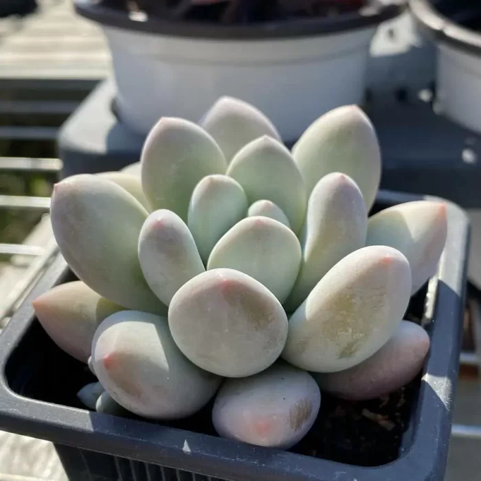 Pachyveria Perfume - Image 2