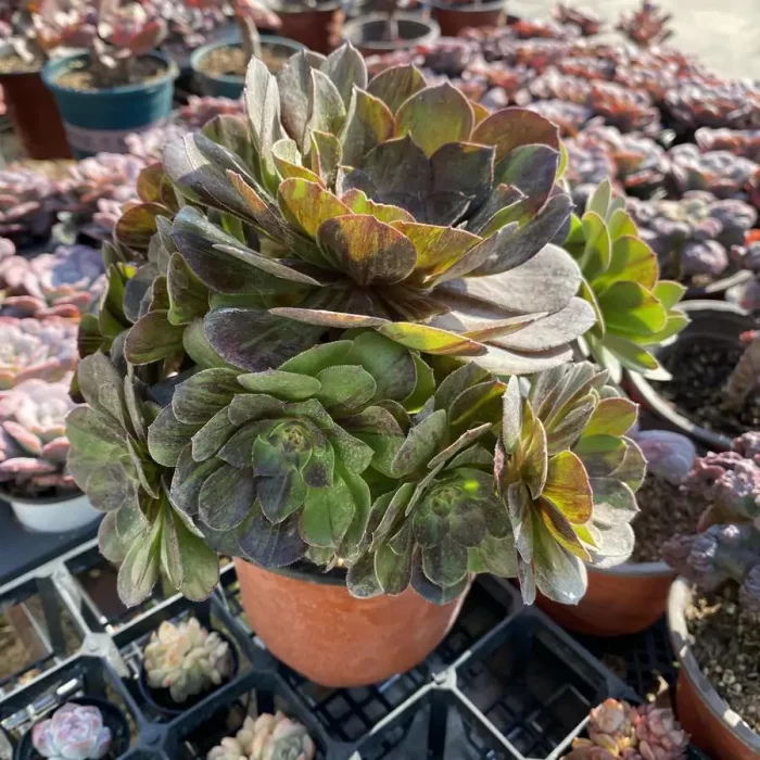 Aeonium  Aurora Clustering - Image 2