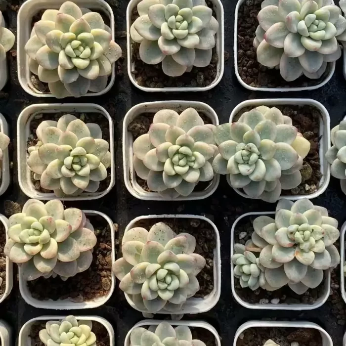 EcheveriaRaul variegated - Image 2