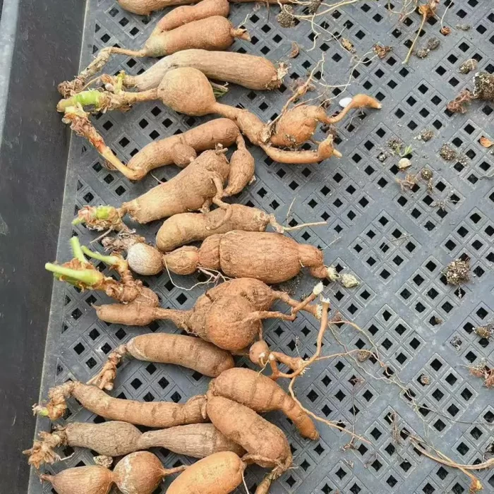 Pelargonium Triste - Image 2